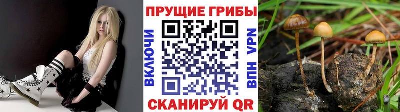 гидра зеркало  Рошаль  Псилоцибиновые грибы Cubensis 